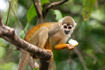 Squirrel monkey feeding on riverside tree in the Amazon Ariau River
