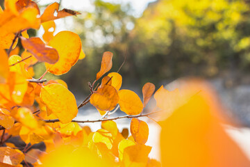 Abstract background of yellow leaves in sunlight. Autumn landscape with blurred background and bokeh. Branches with yellow and orange leaves of a beech tree close-up. The concept of a warm autumn day.