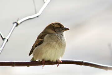 A sparrow sits perched on a branch.