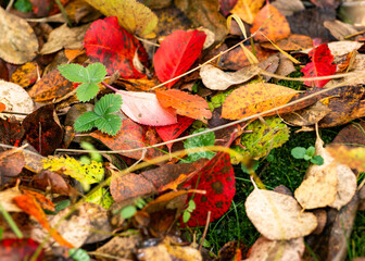Fallen autumn leaves