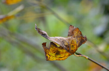 Feuille d'automne