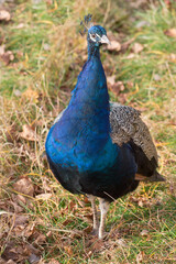 Indian peafowl or pavo cristatus is standing on a autumn meadow. Beautiful male peacock in bright blue colors.