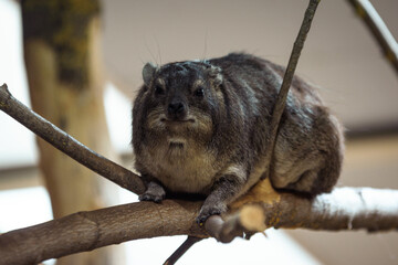 animal sitting on a branch