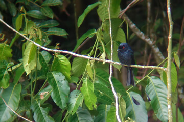 Greater Racket-tailed Drongo, Dicrurus paradiseus, perched