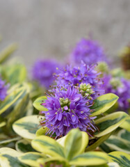 Obraz premium Petite fleur mauve