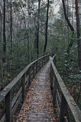 Obraz premium Wooden path leading through the swamp and forest in a natural park