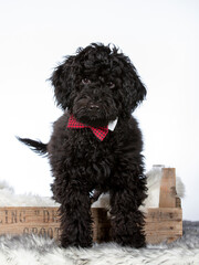 Cute Australian labradoodle puppy portrait. The pup is wearing tie, isolated on white. Copy space.  Dog portrait with white background.