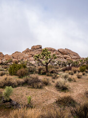 Joshua Tree in front of low rock formation under gray sky