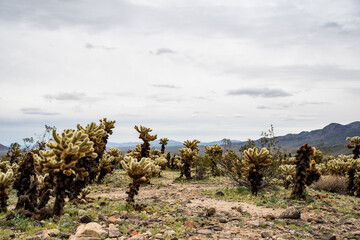 Pathway lined by cholla cacti under gray sky in desert landscape - obrazy, fototapety, plakaty