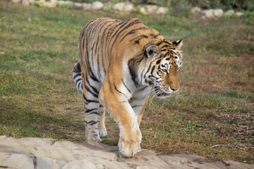 Fototapeta na wymiar Wild siberian tiger is walking on a autumn grass. Close up. Panthera tigris tigris.