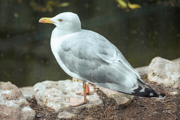 seagull on a rock
