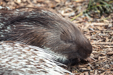 close up of a porcupine