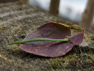 artistic photo of a leaf 
