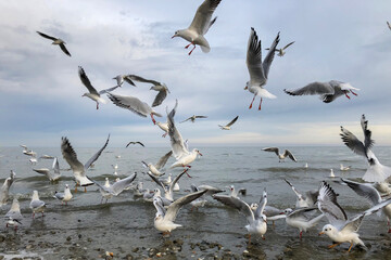 flock of big white seagulls flying on sea shore hunting for fish, animal wild life concept