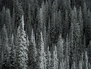 A closeup shot of pine trees with a fresh dusting of snow. A winter scene.