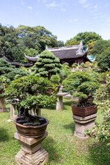 Bonsaïs d'un jardin à Suzhou, Chine