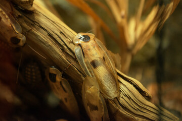 close up of a moth