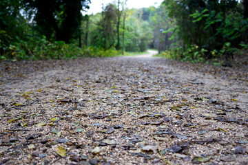 footpath in the woods