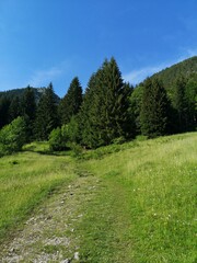 Obraz premium path in the mountain