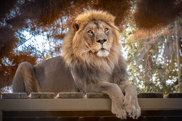 Lion king sitting on wooden floor on sunny day.