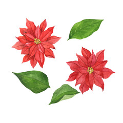 Set of red poinsettia flowers and green leaves. Hand drawn watercolor illustration.