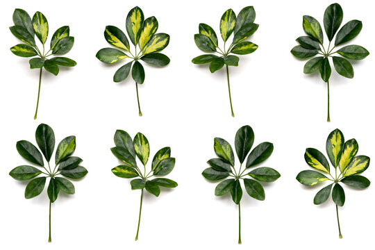 Shefler green tree leaves on white background isolated pattern