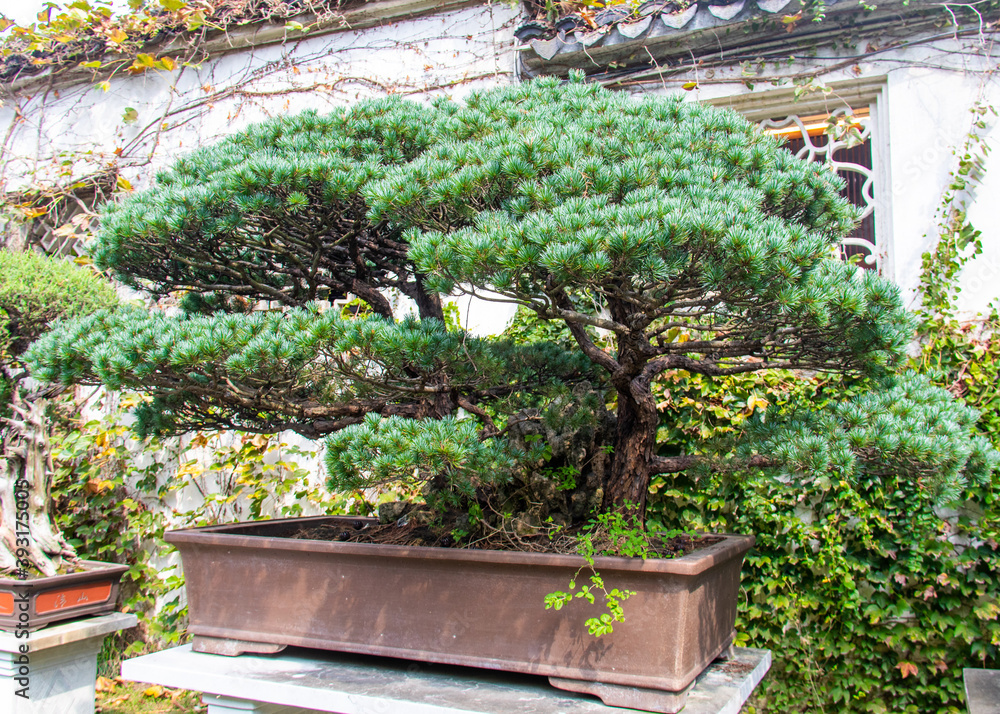 Poster Bonsaï d'un jardin à Suzhou, Chine