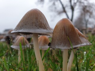 mushrooms in the grass