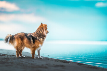 Shetland shepherd at the seaside at the golden hour, brach, sand, water, dog, shepherd