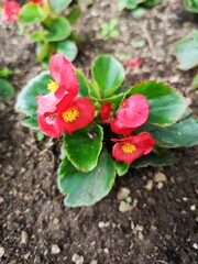 pink and yellow flower