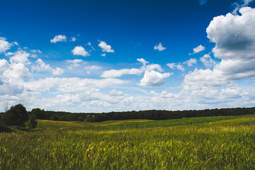 Open Grassy Field Under a Brilliant Blue Sky