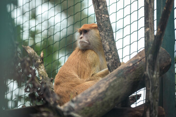 baby monkey in a tree