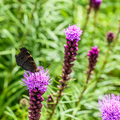 A butterfly sitting on purple fluffy flowers liatris spikata. Scientific name is Liatris spicata.