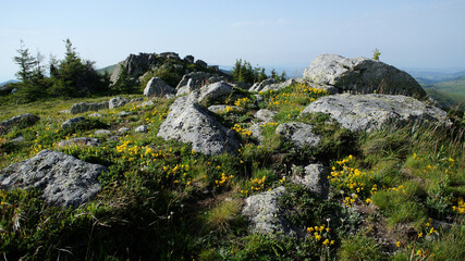 Summer mountain stone, grass and flowers. High quality photo