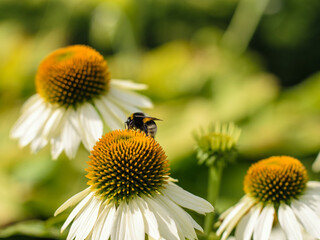 A bumblebee collects nectar from a white echinacea purpurea flower