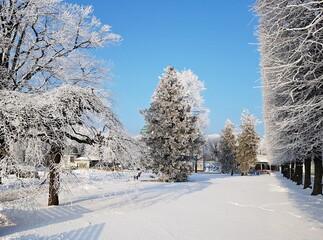 An alley of trees with branches covered with snow-white hoarfrost in the Latvian resort town of Jurmala in January 2019