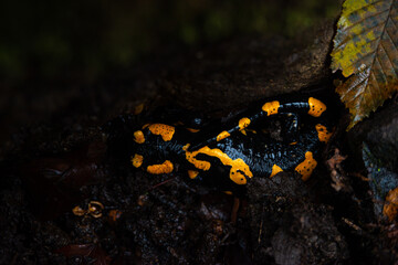 Salamandra wildlife animal in forest walking in autumn leaves