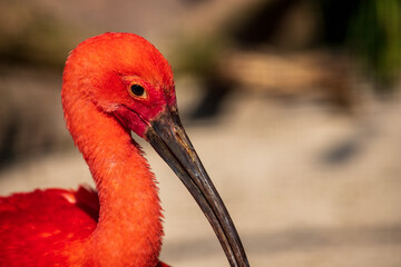 Portrait of scarlet ibis (Eudocimus ruber) a species of ibis in the bird family Threskiornithidae