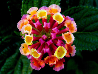 Closeup shot of west Indian lantana