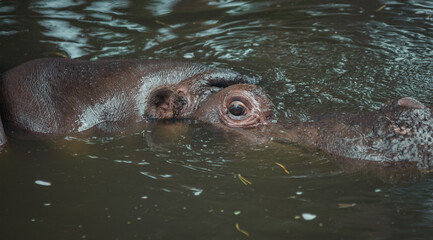 Obraz premium hippo in water