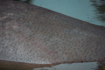 hippo skin
