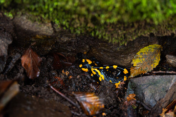 Salamandra wildlife animal in forest walking in autumn leaves