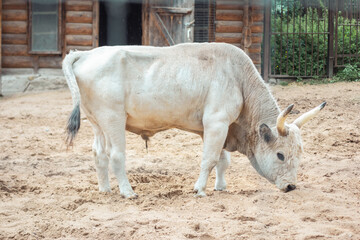 cow in the zoo