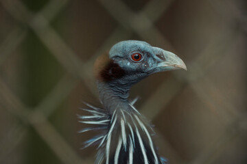 close up of a head of a peacock