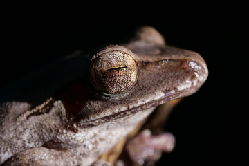 Auge und Kopf von einem Laubfrosch aus Asien in der Nacht, Hintergrund dunkel (Polypedates leucomystax)