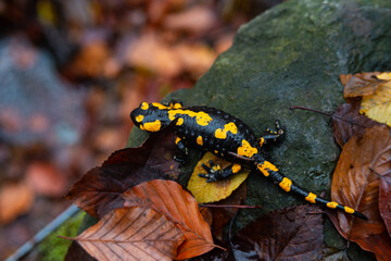 Salamandra wildlife animal in forest walking in autumn leaves