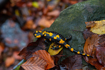 Salamandra wildlife animal in forest walking in autumn leaves