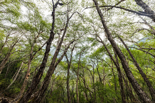 green forest landscape with canopy of tall trees in the mountains