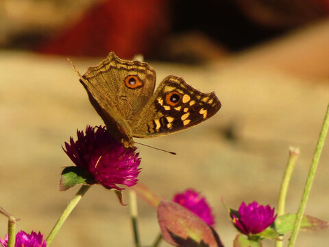 Closeup shot of parage on flower