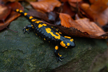 Salamandra wildlife animal in forest walking in autumn leaves